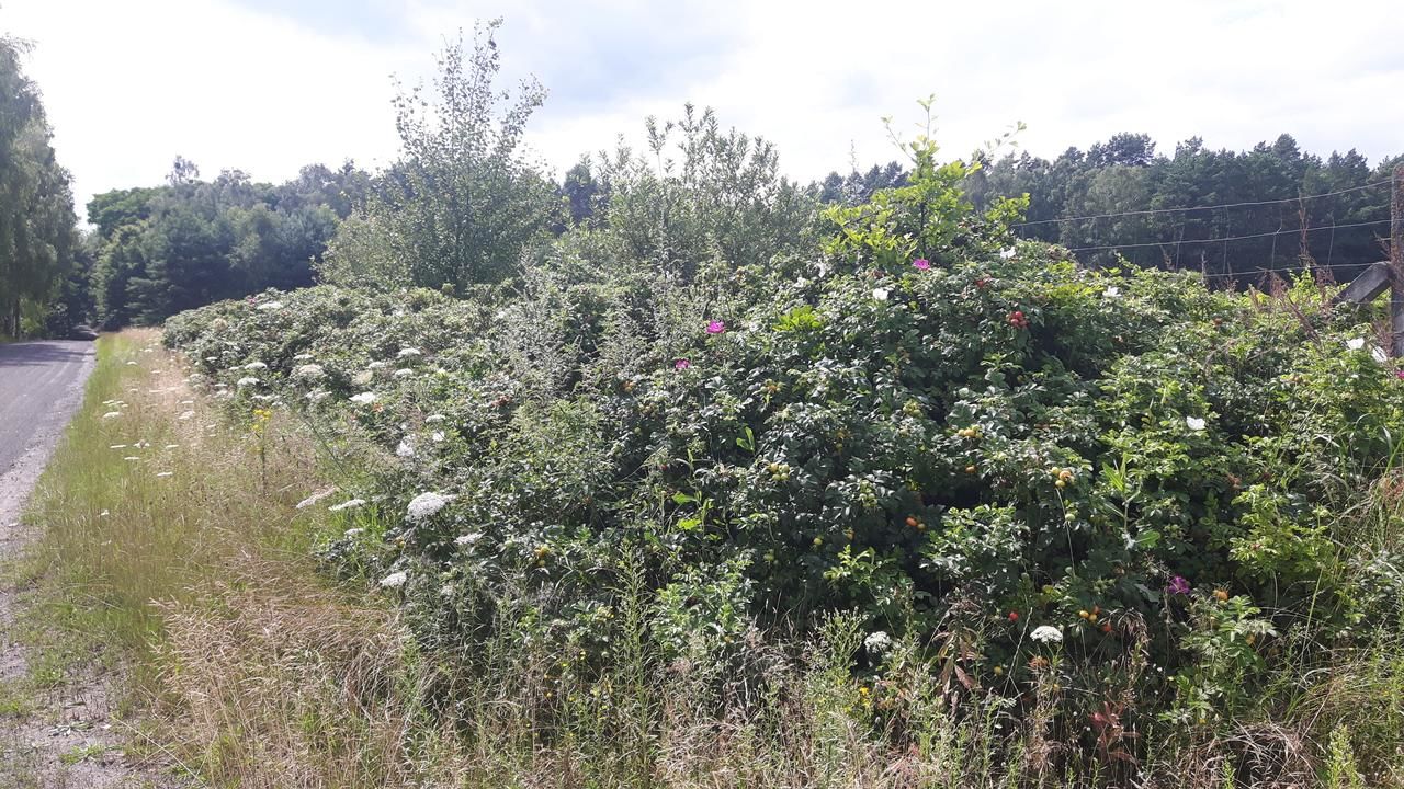 Лоджи Winnica Dębogóra Dobiegniew-29