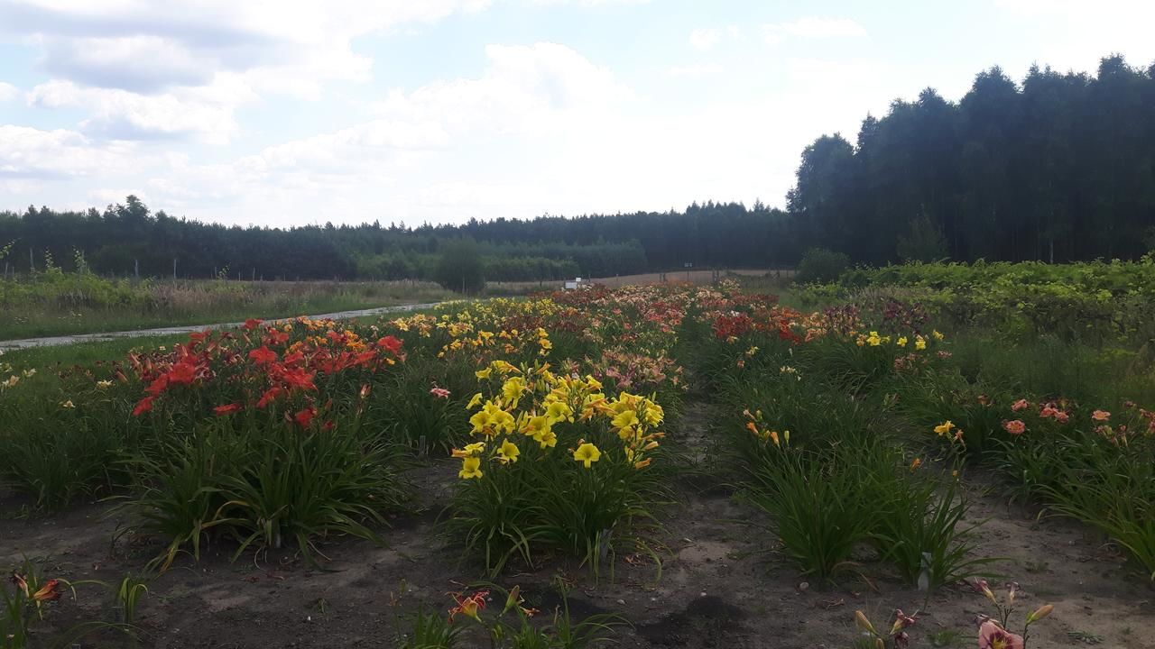 Лоджи Winnica Dębogóra Dobiegniew-30