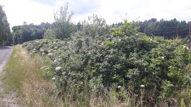 Лоджи Winnica Dębogóra Dobiegniew-28